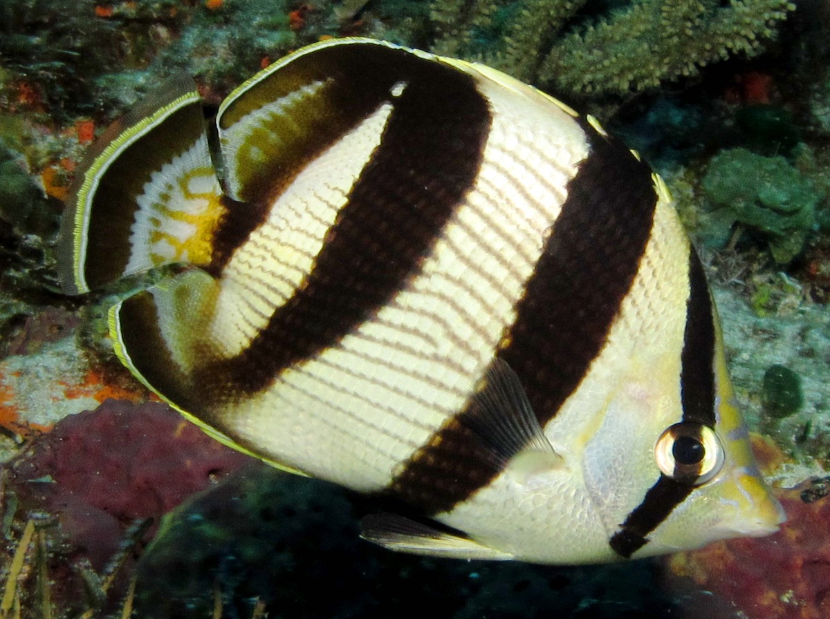 Banded Butterflyfish